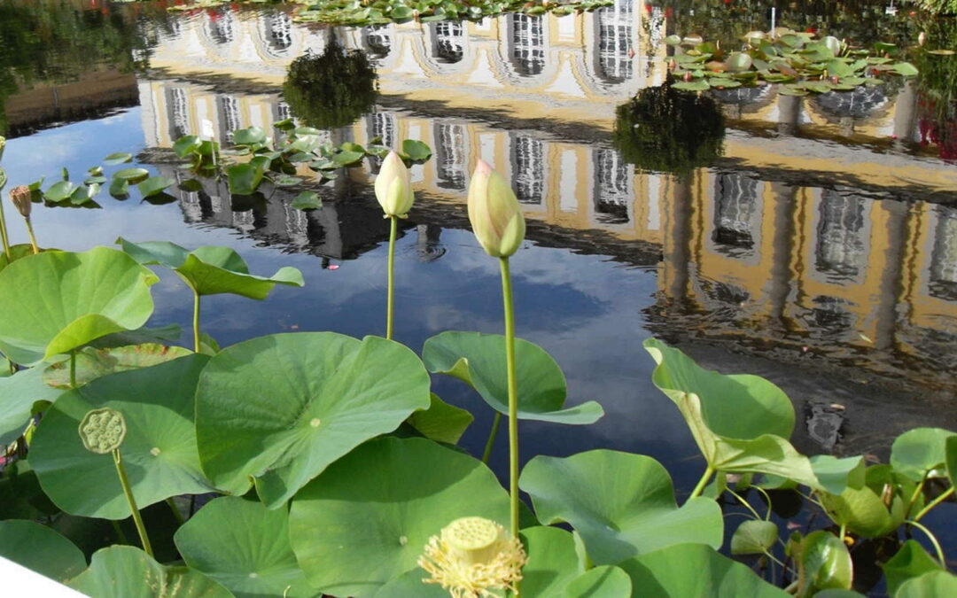 Geh-Meditation durch den Botanischen Garten Bonn